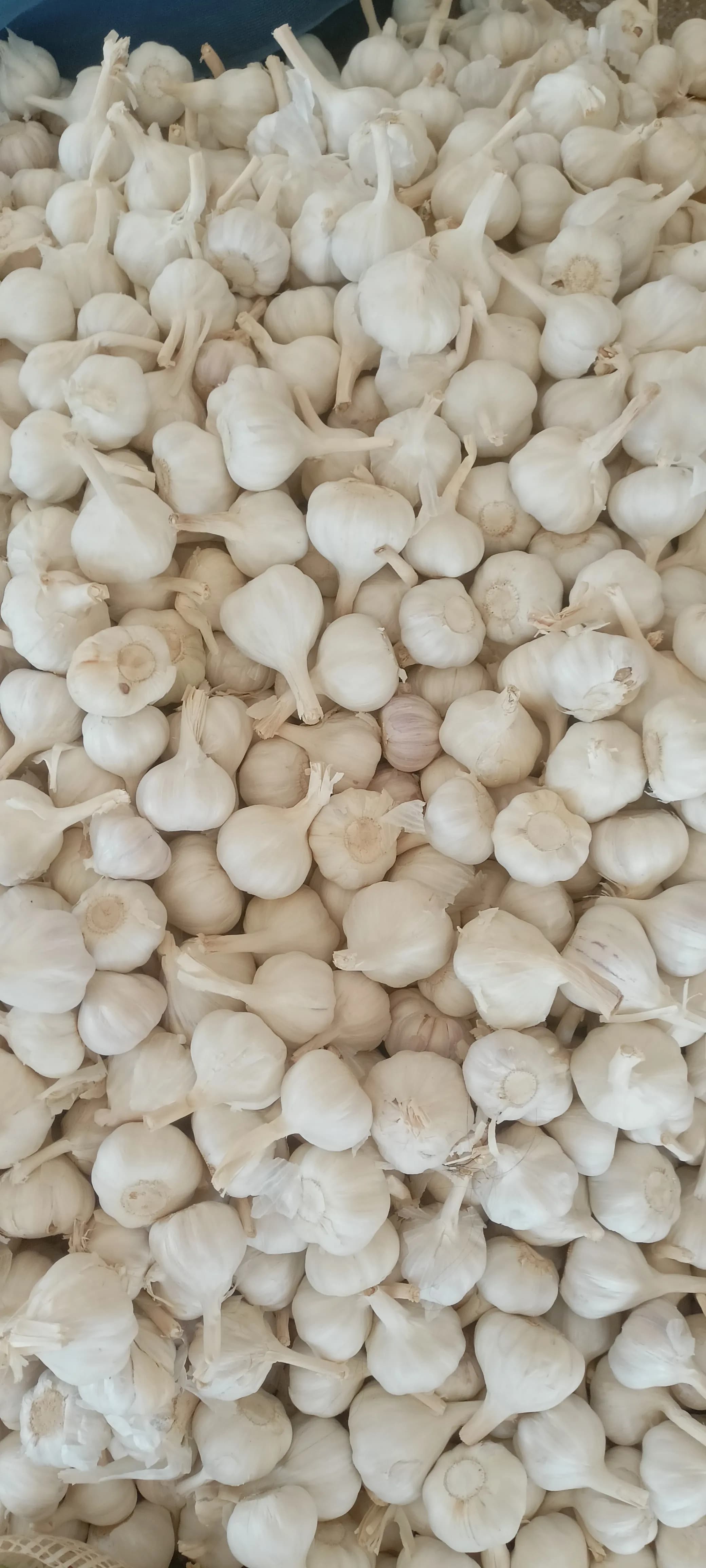 Raw Garlic